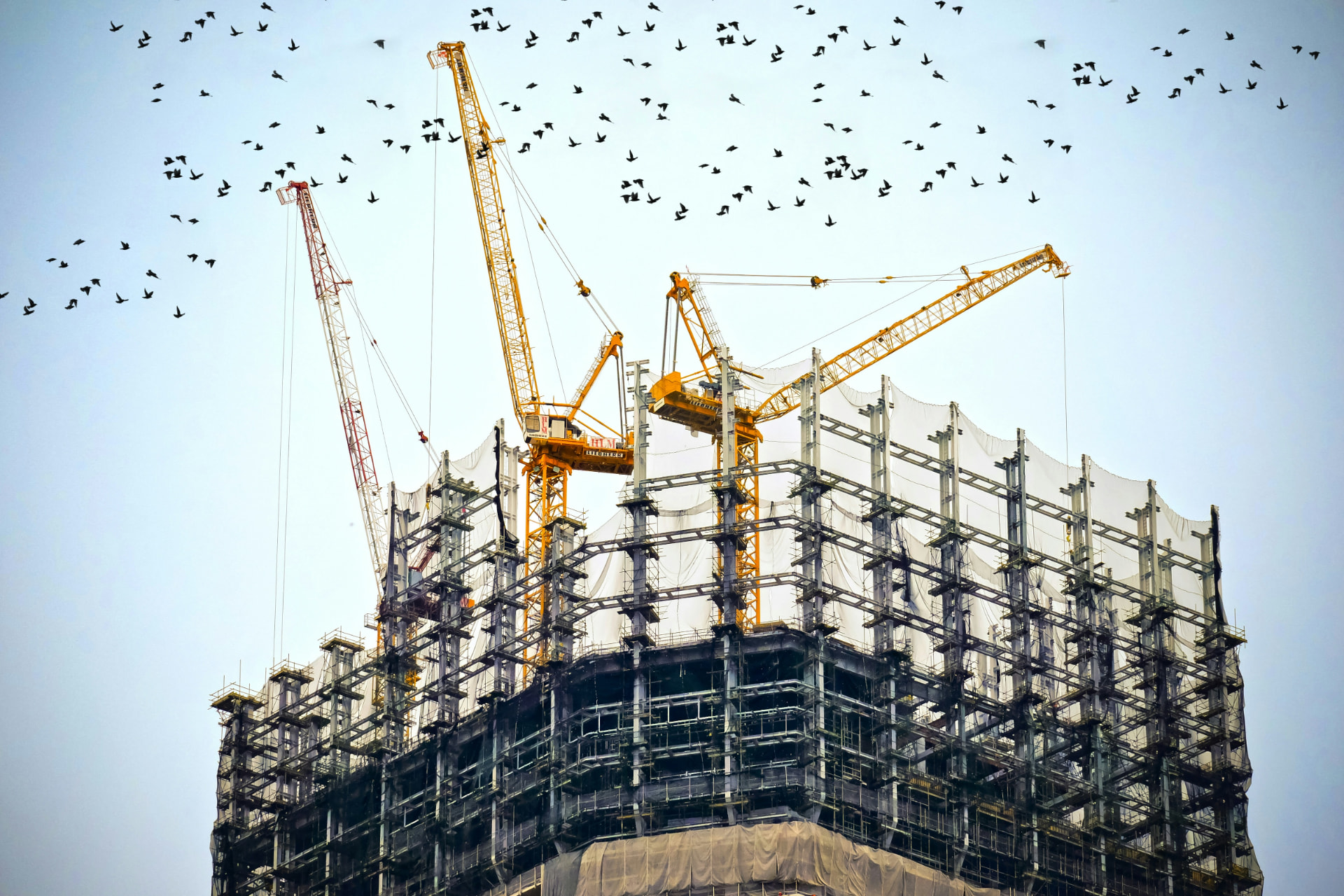 High-rise construction cranes with flock of birds
